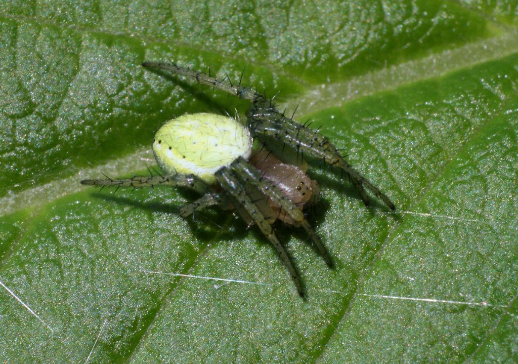 Araniella sp. - Lesmo (MB)